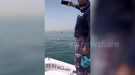 Killer whales circle fisherman's boat off the coast of Abu Dhabi