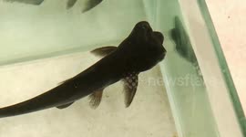 Pet shop owner baffled by strange 'alien fish'