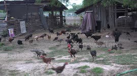 This the crazy scene at breakfast time on a small poultry farm in North Eastern Thailand.