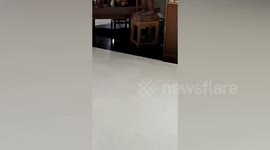 Monitor lizard sparks panic as it tears through mall in Thailand