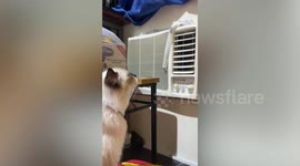Hot pet Siamese cat sits in front of airconditioner to cool off