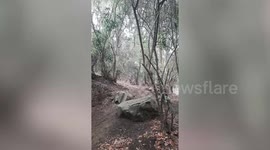 Cyclist falls and drifts down forest trail on mountain bike