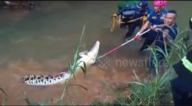 Brave firefighters leap into river to subdue HUGE crocodile terrifying locals