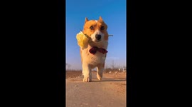 A majestic canine stroll: Liaoning Province's sunset beauty captured by a handsome Koki dog
