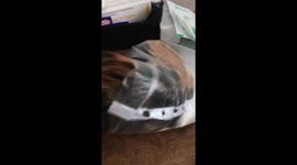 Hilarious video of cat's determination to escape polyethene bag
