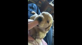 Teething Puppy Chews On Finger