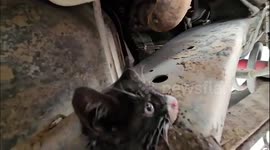 Kitten rescued from chassis of truck after driver 'heard meowing' while at a stop sign