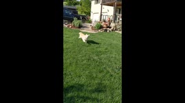 Golden Puppies Run Out Of House To Play