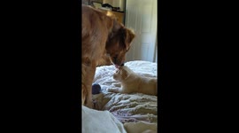 Daddy Dog Caring For His Daughter