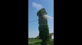 Firefighters use water hydrant to rescue cat from tree in Italy