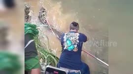 Residents of the City of Padang in the Excitement of the Discovery of a 3.5 Meter Crocodile