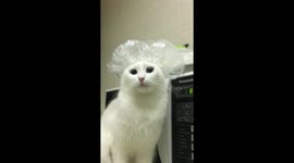 Kat The Cat Chef