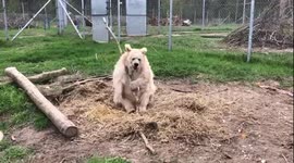 Chada The Rescue Bear Enjoys Her Life