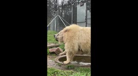 Former Circus Bear Enjoys Swimming Pool