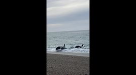 Orca-Killer Whale, practice stranding to teach their young to hunt sea lion pups on the breakers, Patagonia, Valdes Peninsula