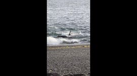 Orca-Killer Whale, practice stranding to teach their young to hunt sea lion pups on the breakers-2
