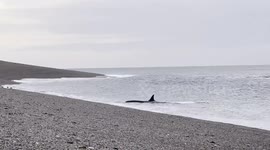Orca-Killer Whale, practice stranding to teach their young to hunt sea lion pups on the breakers- Patagonia Argentina