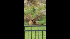 Blondie the Black Bear Plays With Rope Toy