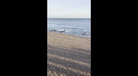 Orca-Killer Whale, practice stranding to teach their young to hunt sea lion pups on the breakers in Argentina's Patagonia 4