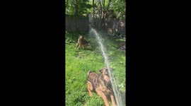 Time To Water The Dogs