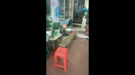 Real-life Tom and Jerry! Cat chases mouse through owner's home