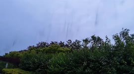 Huge swarms of insects darken sky in China