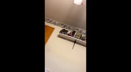 Mischievous cat wrecks havoc on the Legos by knocking them over the shelf