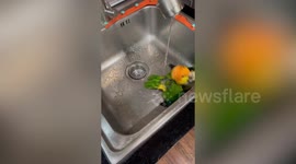 Playful white-bellied parrots splashes water in sink
