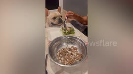 Picky pet bulldog tricked into eating dog food by owner