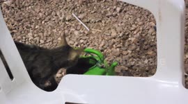 Smart cat drinking water