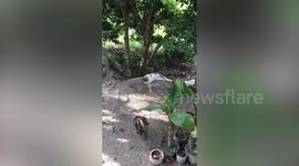 Bored cat bullies chickens in garden
