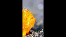 Unbelievably strange-looking Painted Frogfish yawns *Wonders of nature*