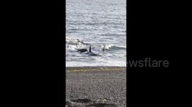 Incredible video captures orcas astonishingly close to shore teaching calves art of hunting