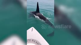Orcas circle fishermen's boat in Abu Dhabi, UAE, while hunting dugong in rare sighting