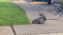 Two hungry squirrels 'go nuts' in back garden