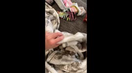 Raccoon Goes Missing Only To Be Found Like This