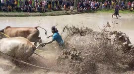 Cow race end day at West Sumatera, Indonesia
