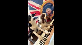 Simba And Bonnie The Iconic Piano Players