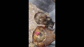 Chicken Becomes A Surrogate Mother