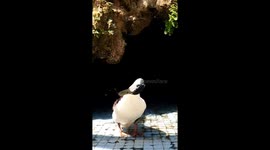 In this slow-motion video, a magpie duck is featured inside the National Museum of Antiquities and Islamic Art in Algiers, Algeria. The video begins with the duck shaking its head vigorously to remove water droplets from its beak, creating an impressive s