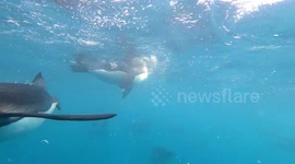 King Penguins flying underwater at South Georgia