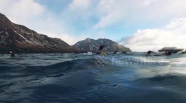 King Penguins flying underwater at South Georgia