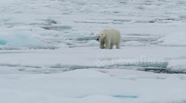 Polar Bear in the ice, North of Svalbard