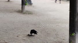 Urban WildLife: Crow eating a rat in Paris, Louvre Museum, France, 14 may 2023  (Caution: graphic end of video)