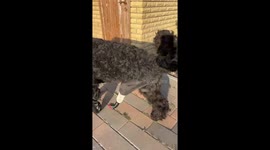 Dog that lost paw in Ukraine war receives prosthesis for FIRST time