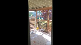 Squirrel Raids the Birdfeeder. The Birds Aren't Having It.