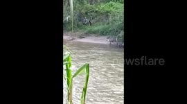 puluhan warga desa sampan kecamatan pariaman selatan provinsi sumatra barat menangkap seekor buaya muara sepanjang 5 meter disungai. selanjutnya buaya digotong beramai ramai ke balai desa untuk diserahkan ke pihak bksda sumbar