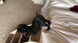 Puppy's Morning Yoga Routine