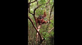 Dominant Male Orangutan Borneo Hanging in a Tree, And looking for food