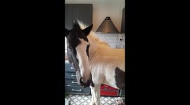 Horse Shooed Out of Kitchen